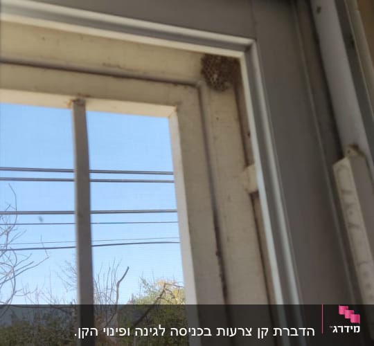 קן צרעות בפינת חלון